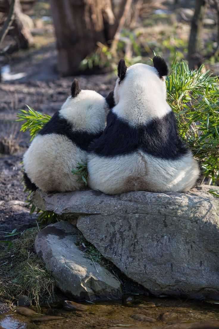 « Ох уж эта панда ! » 