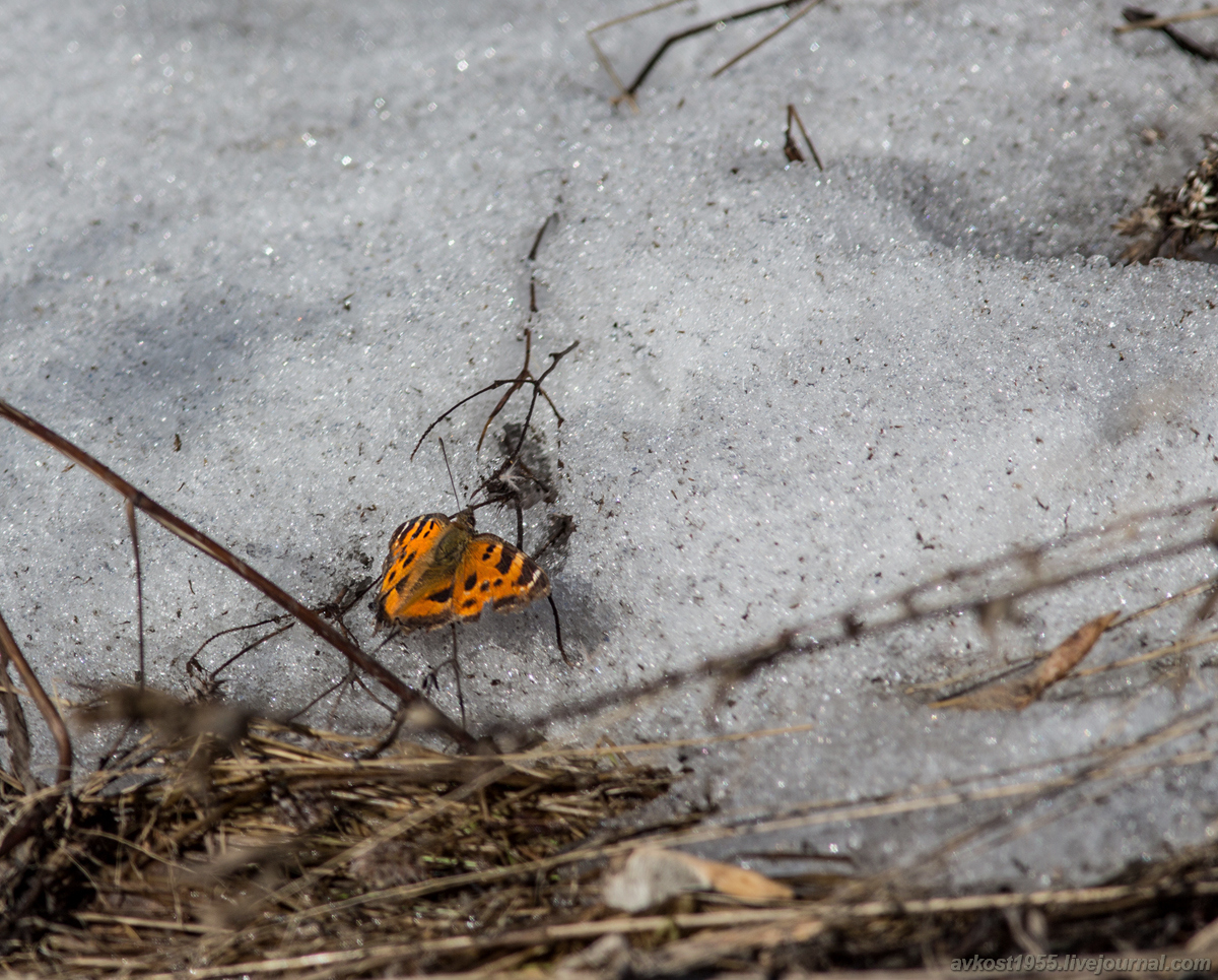 Царицыно. Бабочки на снегу IW8B1188-1.jpg