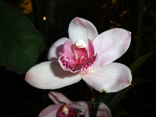 Дивный мир орхидей 