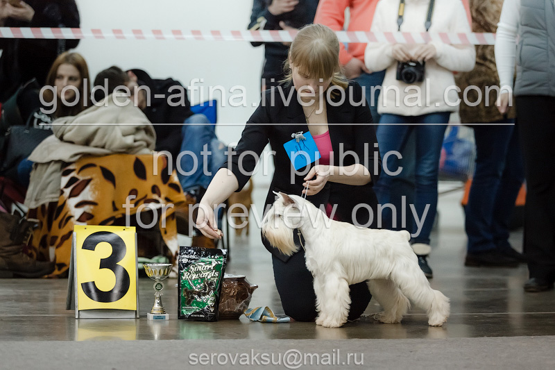 ФОТО с выставки собак в Ярославле 22 февраля 2016 года. Часть 1. Бесты 