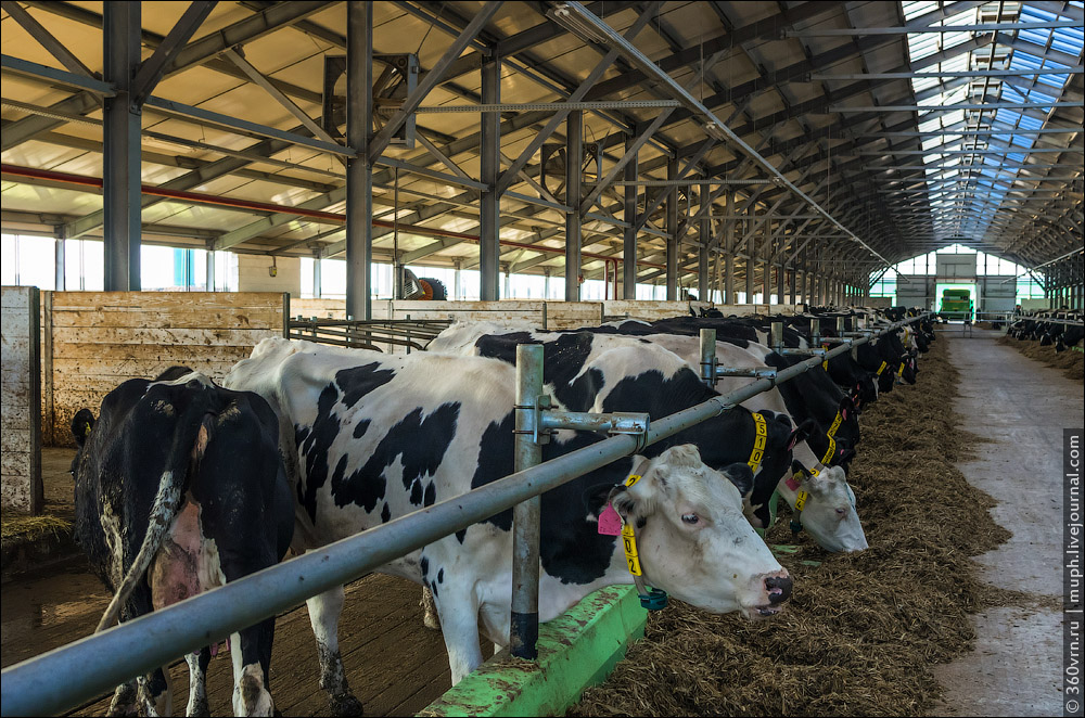 Как устроена молочная ферма или коровы с родословной 