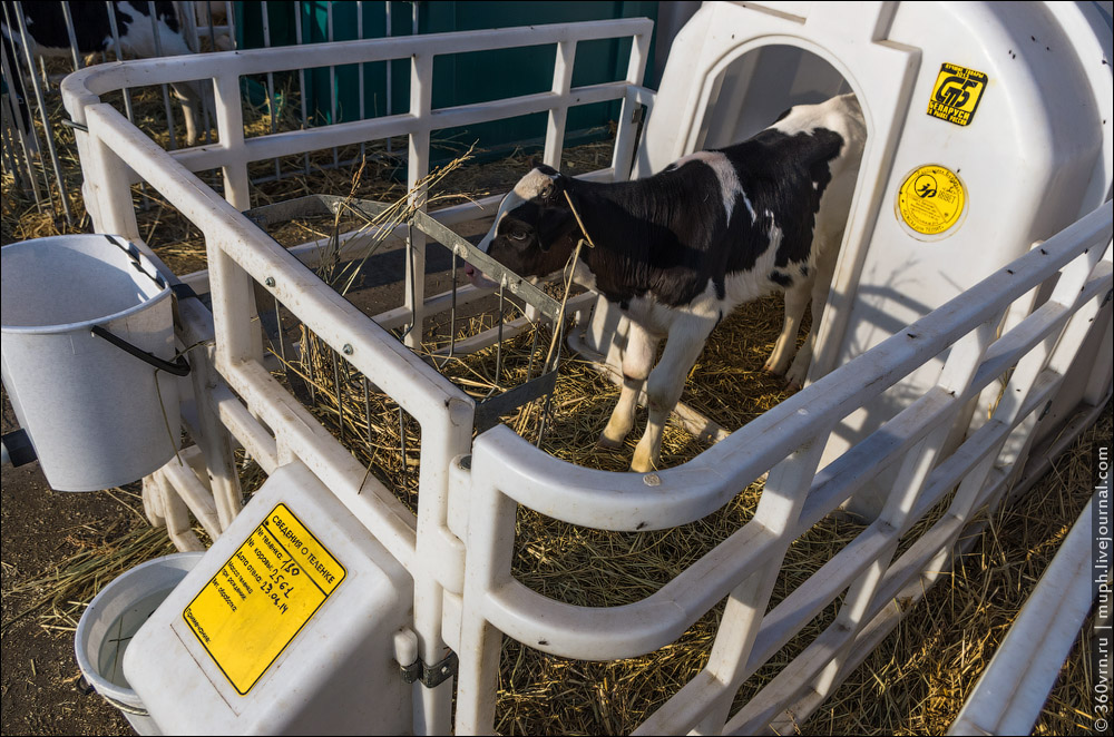 Как устроена молочная ферма или коровы с родословной 