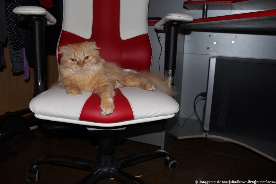 Кошка приватизировала мой новый компьютерный стул. IMG_3598