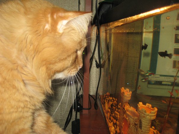Кот и аквариум 