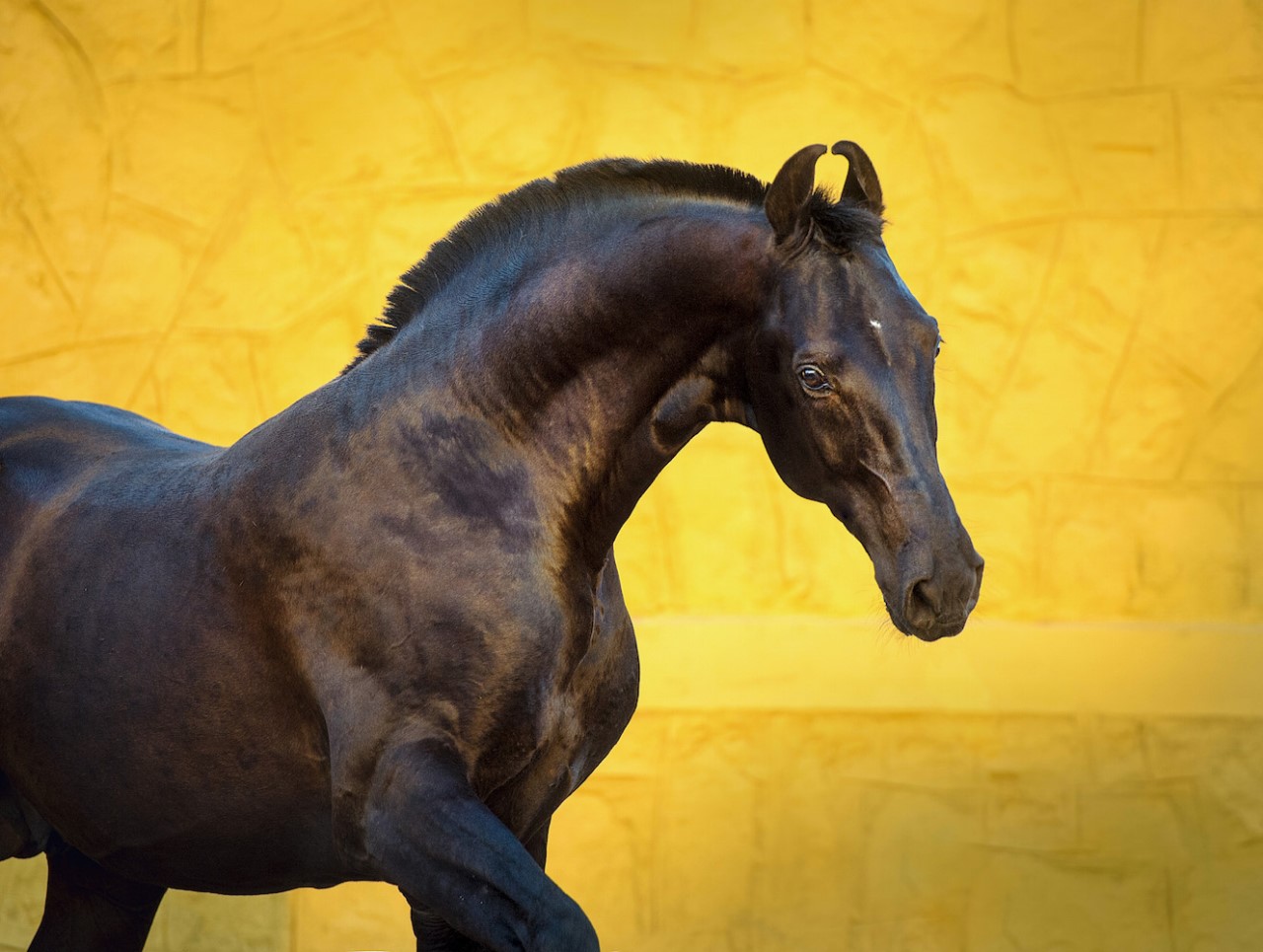 Марвари: самые загадочные лошади 