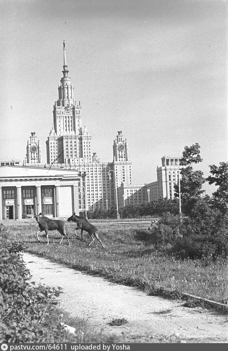 Москва и лоси 