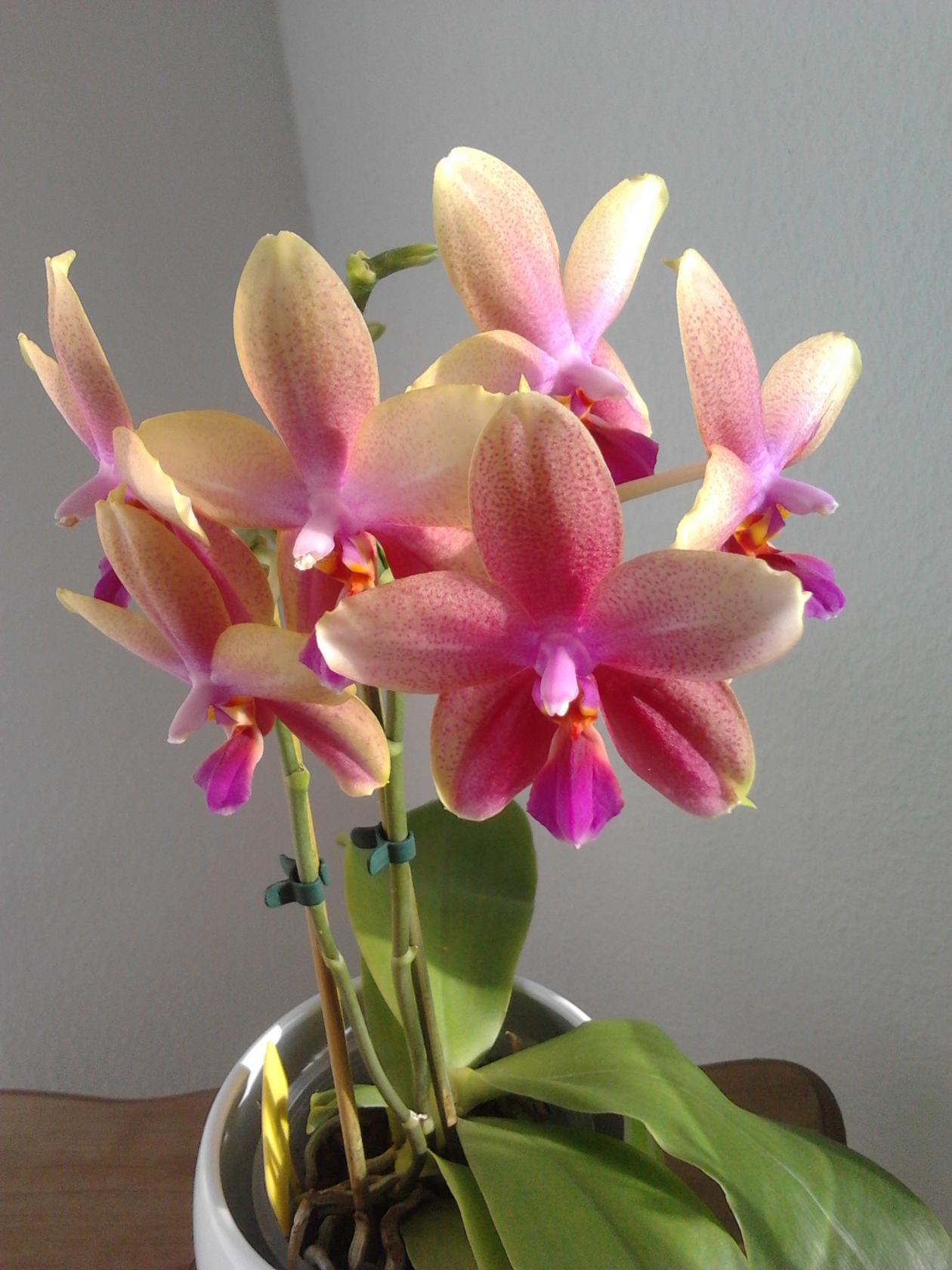 Орхидеи: Фаленопсис (Phalaenopsis) - пересадка и омолаживание 