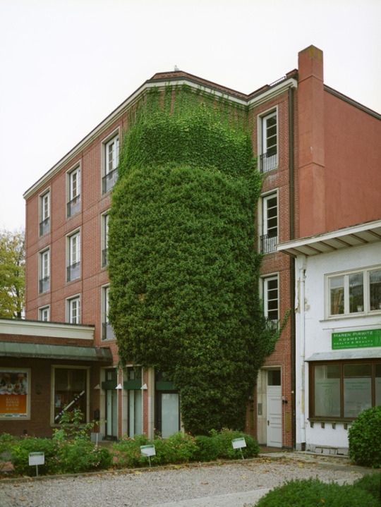 Озеленение городских фасадов 