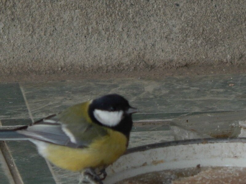 Покормите птиц зимой! 2016-01-03 07-41-40.JPG
