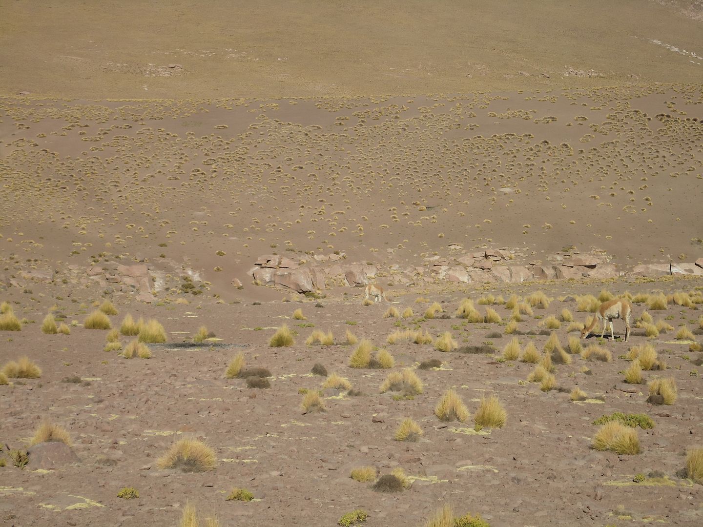Рассказ с фотками про гейзеры в пустыне Атакама 