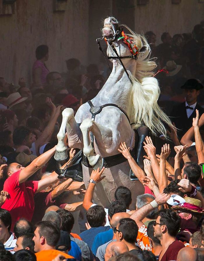 Случайный ренессанс A Horse Rears In The Crowd