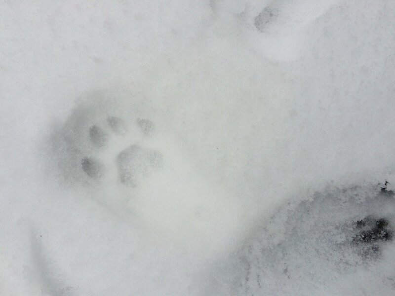 Снежный-нежный котик. image2.jpeg