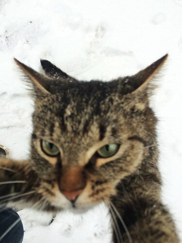 Снежный-нежный котик. image4.jpeg