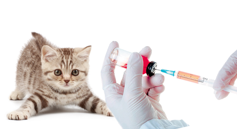 Как подготовить животное к прививке 