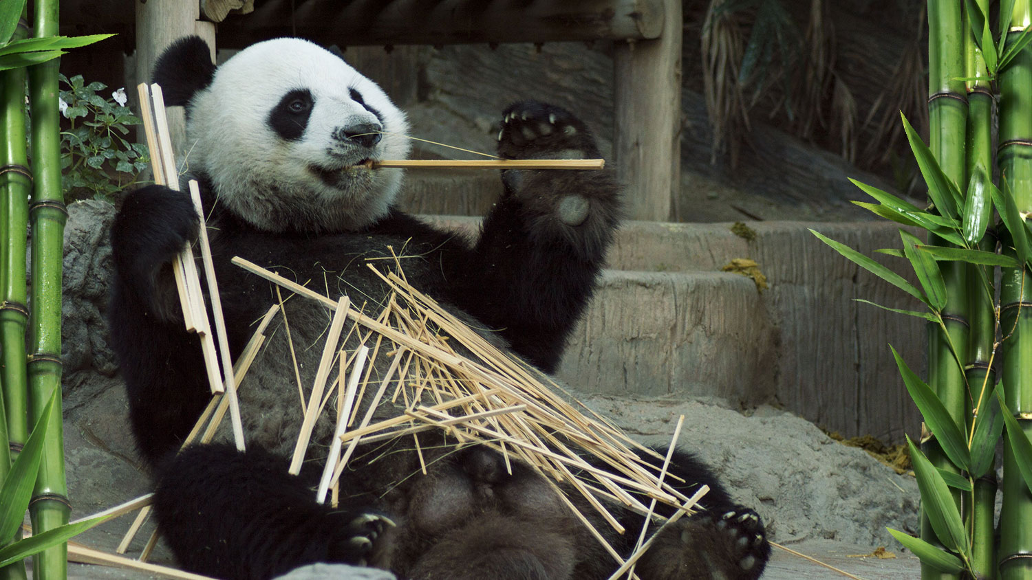 « Ох уж эта панда ! » 