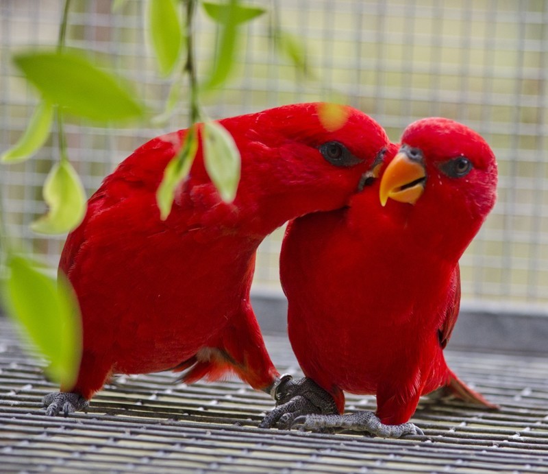 15 великолепных красных животных 
