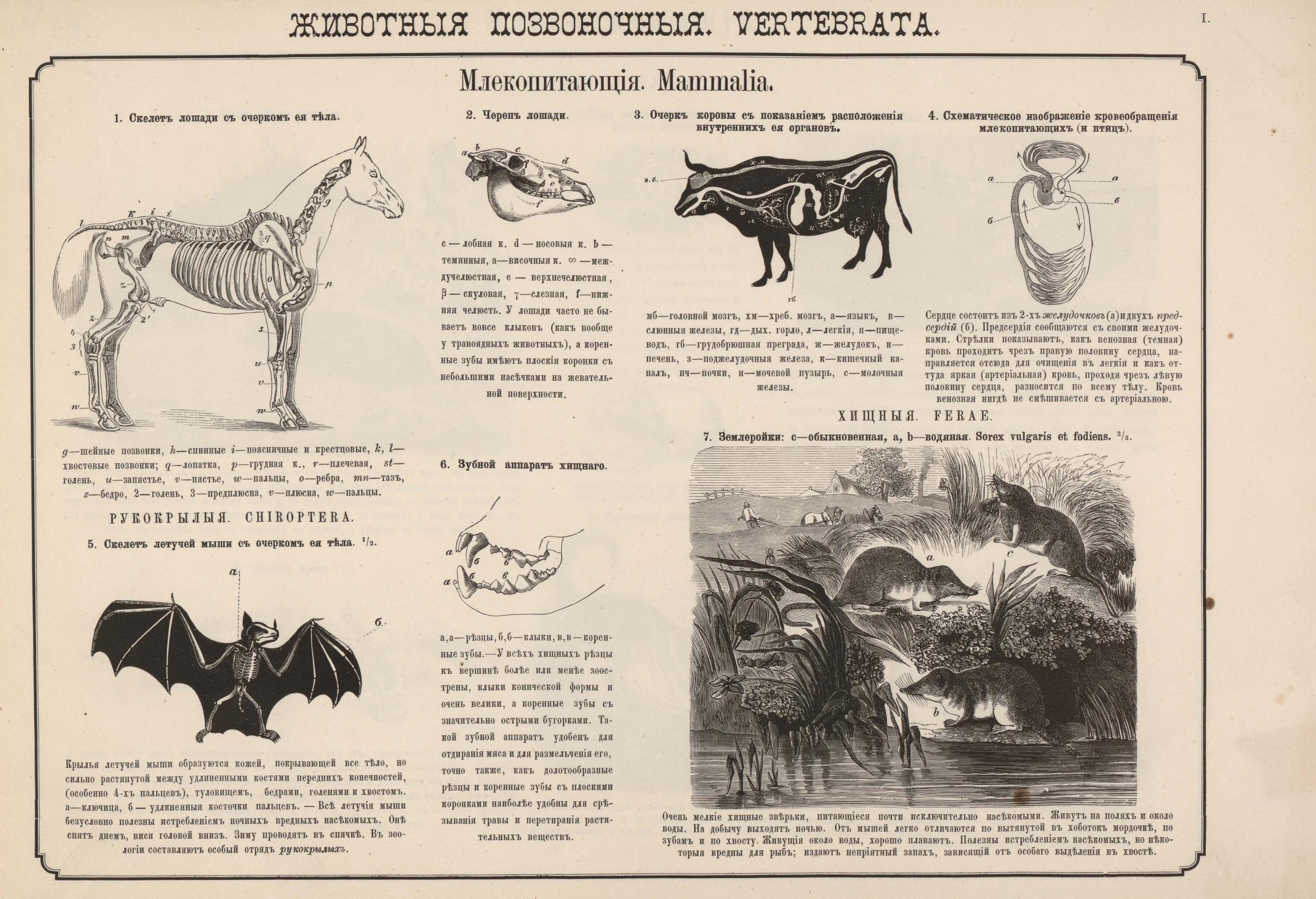 1876. Наглядное знакомство с животными, водящимися в Европейской России 