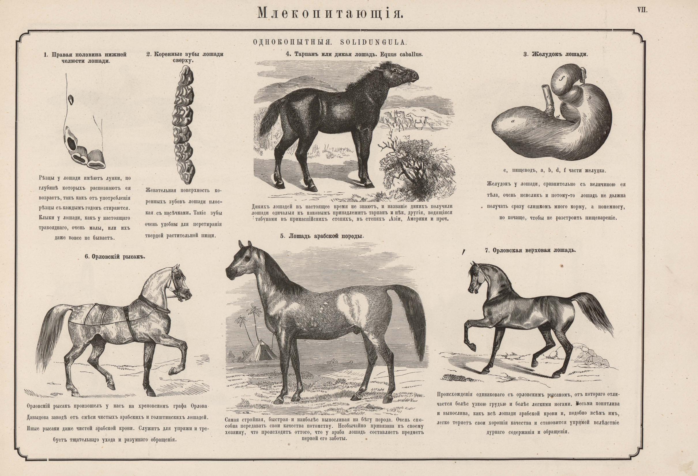 1876. Наглядное знакомство с животными, водящимися в Европейской России 