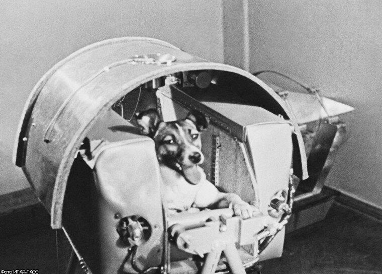 3 ноября ● Первый живой пассажир в космосе и не только 