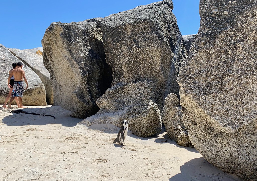 Африканские каникулы. ЮАР 2023. Очень пляжные пингвины и даманы - родственники IMG_0677