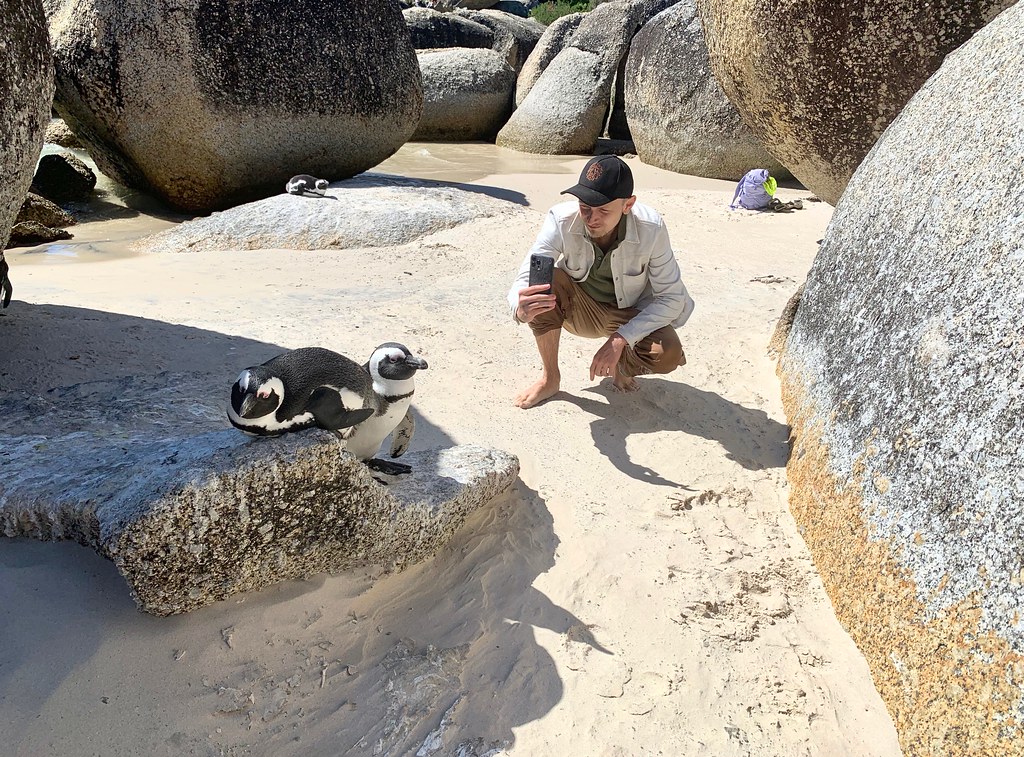 Африканские каникулы. ЮАР 2023. Очень пляжные пингвины и даманы - родственники IMG_0062