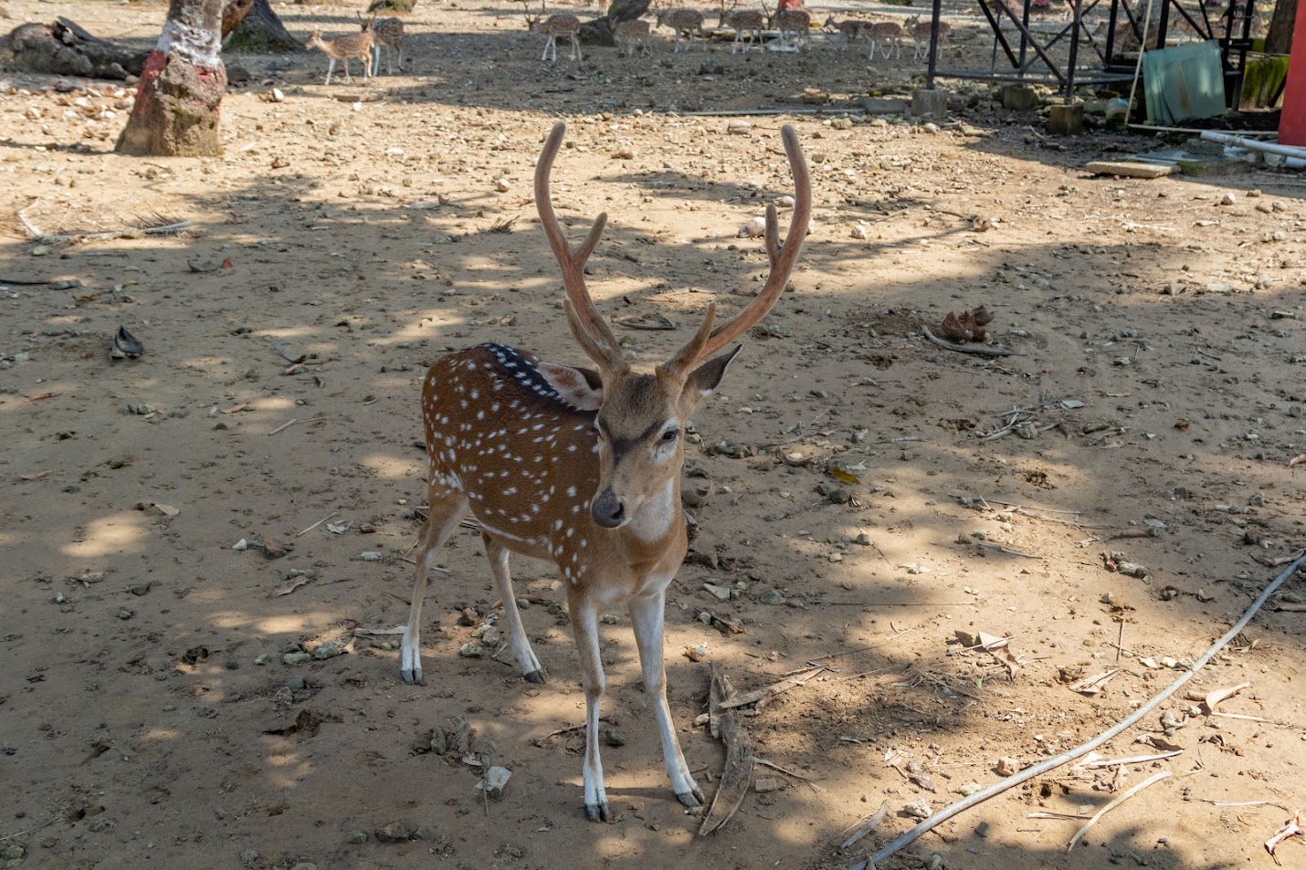 Андаманские острова. И опять Ross Island и Munda Pahad Beach Андаманские острова. И опять Ross Island и Munda Pahad Beach