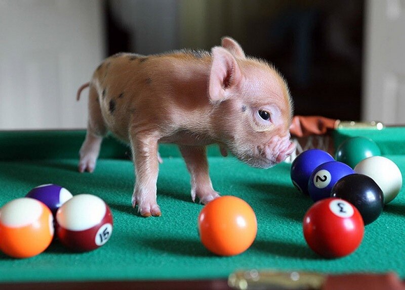 Большая любовь для миниатюрной свинки 