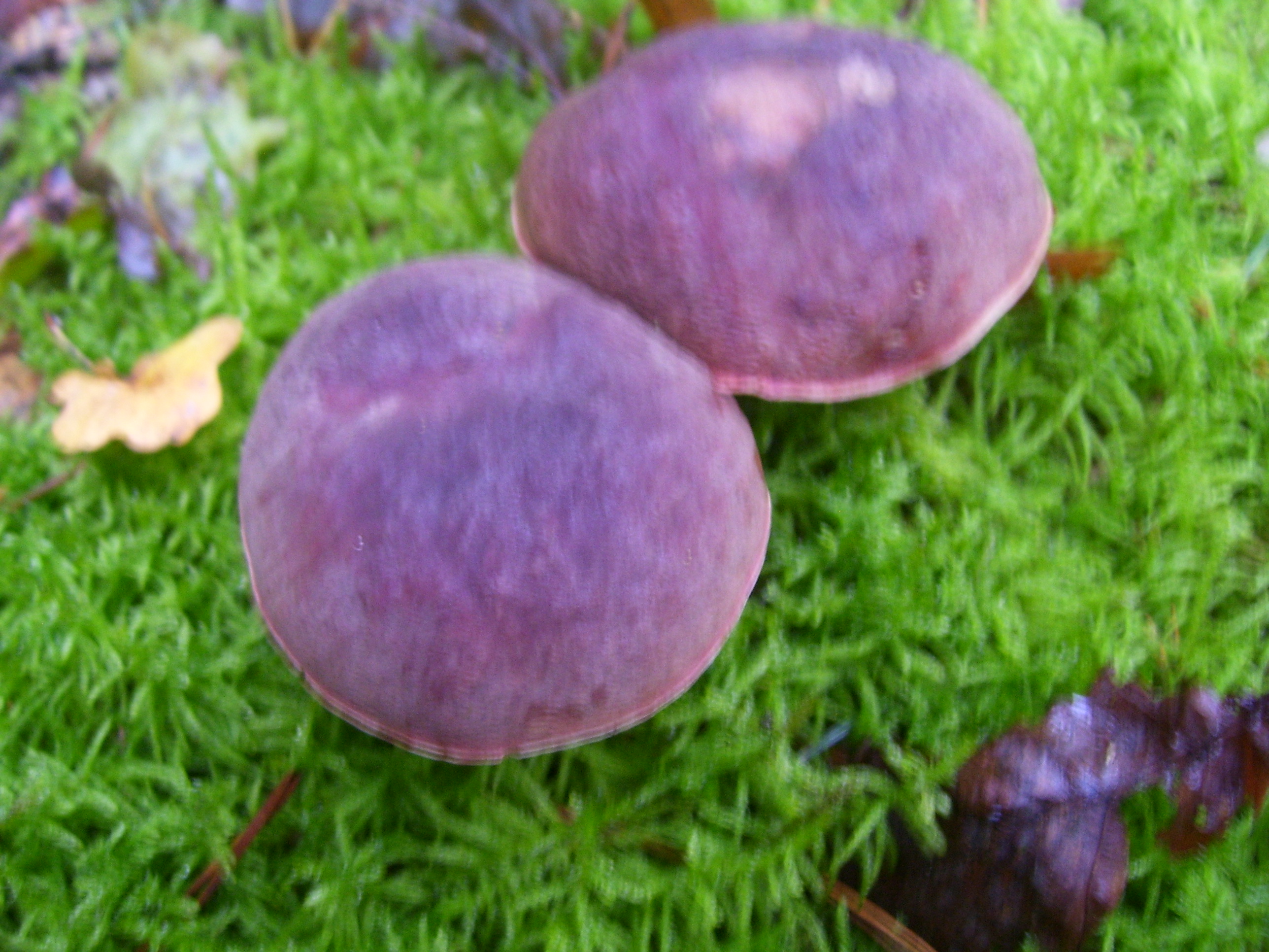 Что это за грибы? 