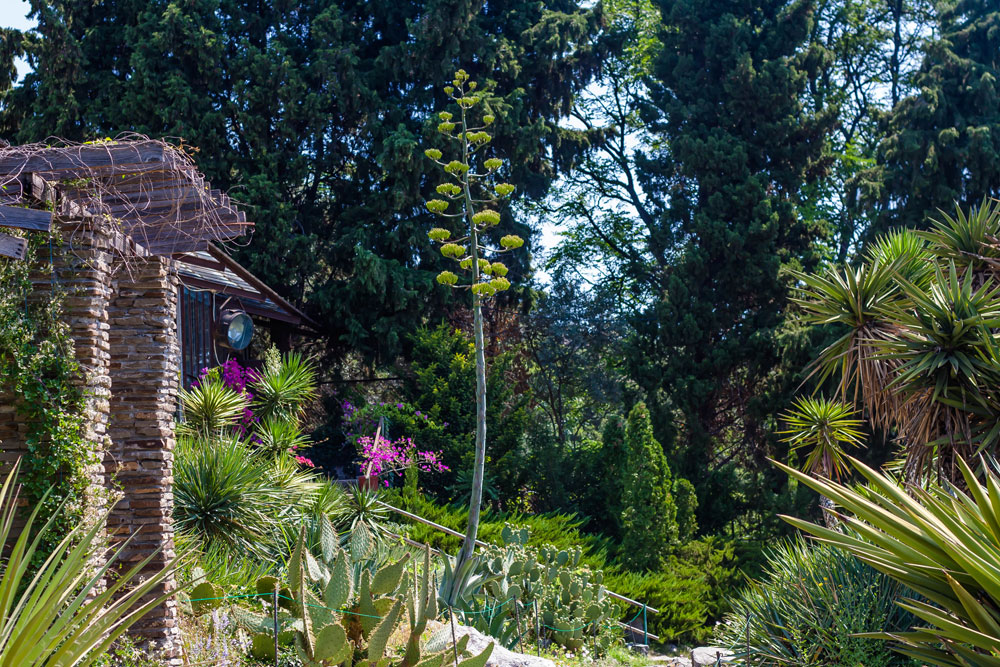 Цветение агавы в Никитском саду 