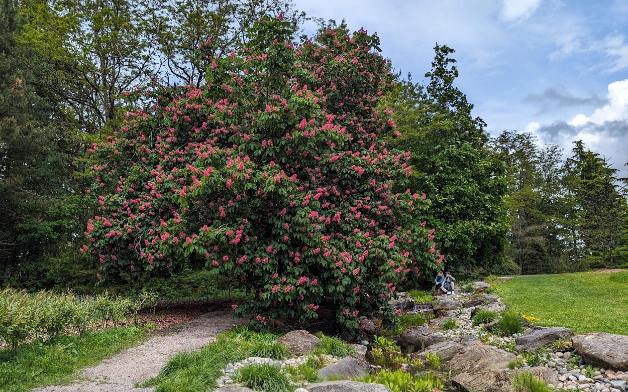 Дикий Зурбаган  Дикий Зурбаган