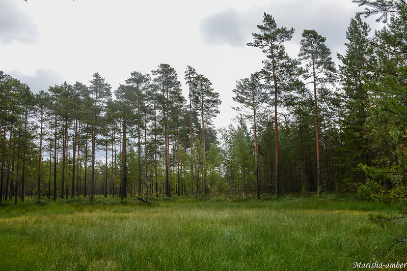Эстония 2017, нац.парк Лахемаа, болото Виру Раба DSC_4899