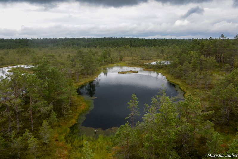 Эстония 2017, нац.парк Лахемаа, болото Виру Раба DSC_4973