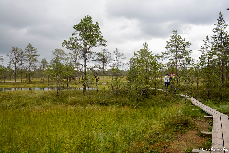 Эстония 2017, нац.парк Лахемаа, болото Виру Раба DSC_4956