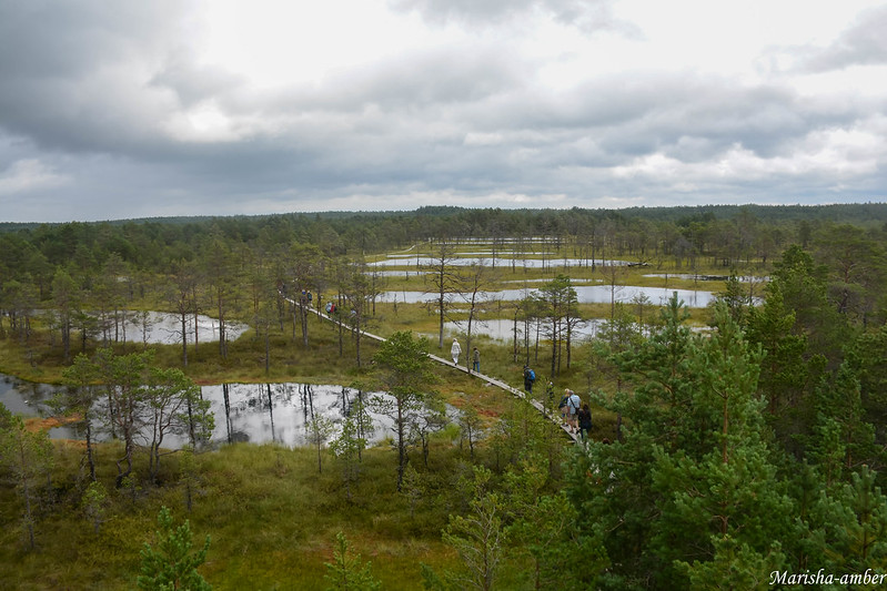 Эстония 2017, нац.парк Лахемаа, болото Виру Раба DSC_4966