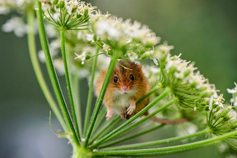 Эти очаровательные мышки) wild-mouse-photography-11.jpg