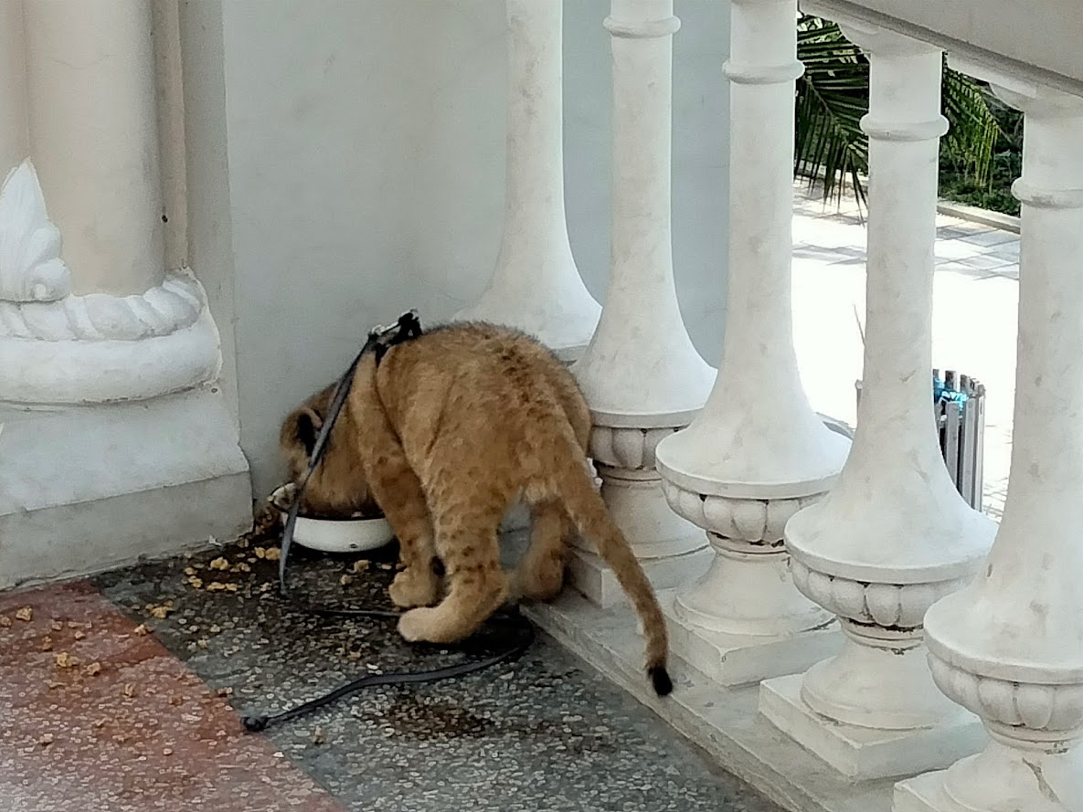 Гагра, прогулки 