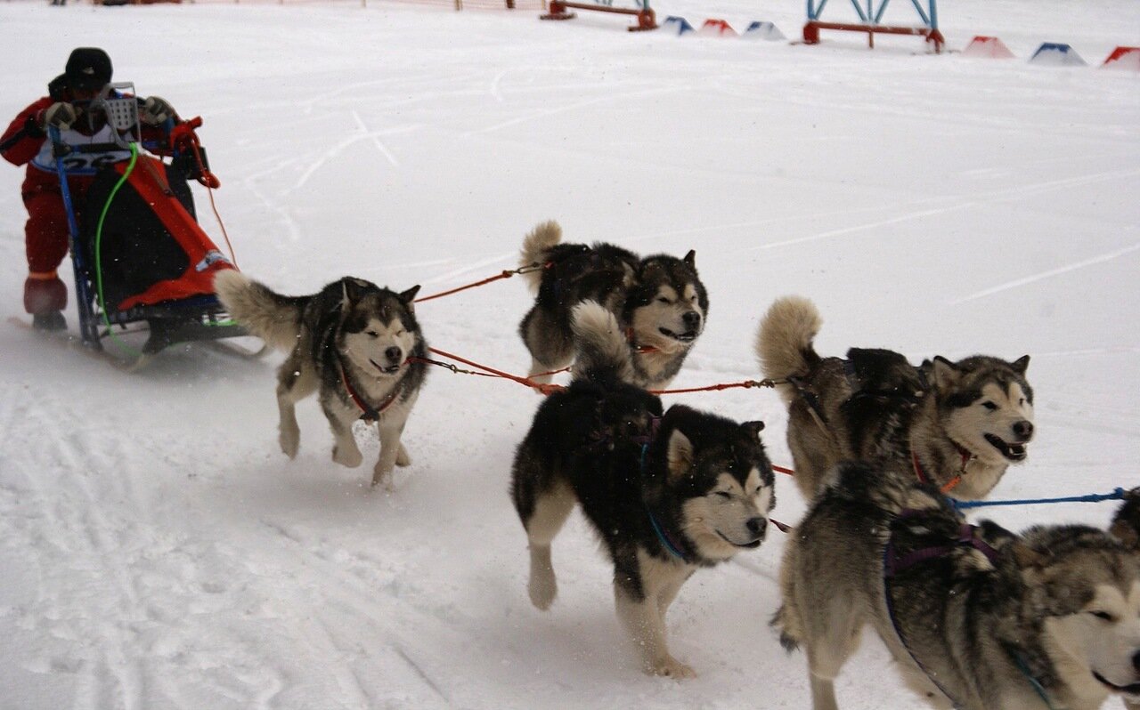 Гонка на собачьих упряжках, Самара, лыжная база Чайка, 6 января 2014 г 