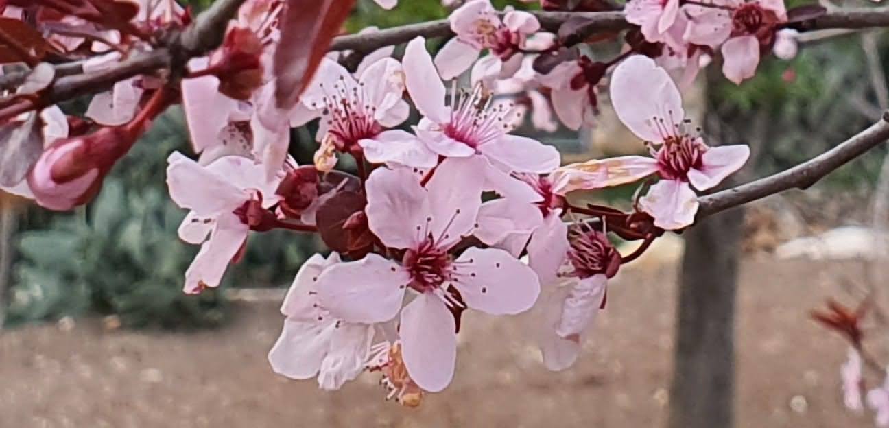 Иерусалим весной Иерусалим весной