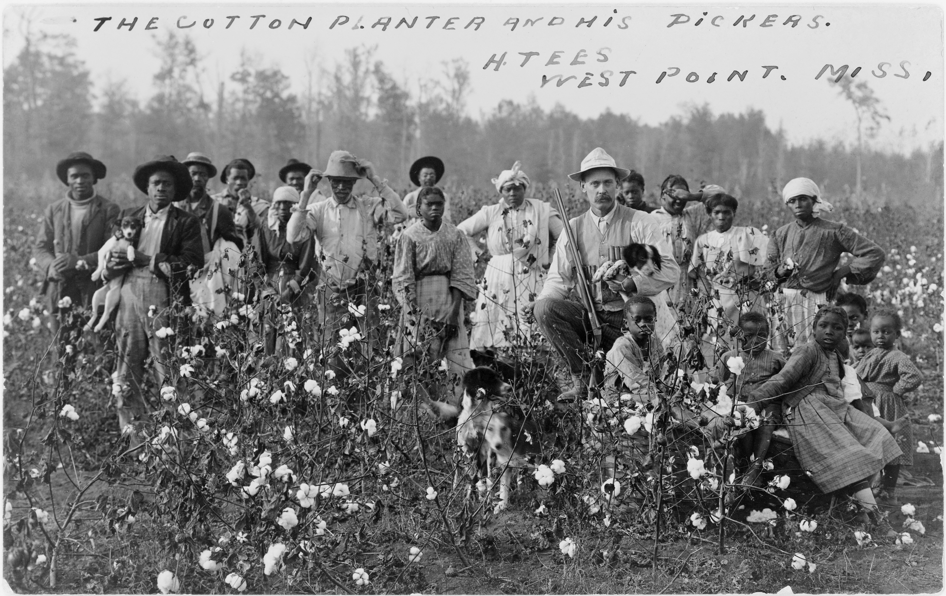 Из рабства в рабство. ( 43 фото ) Cotton_planter_and_pickers1908.jpg