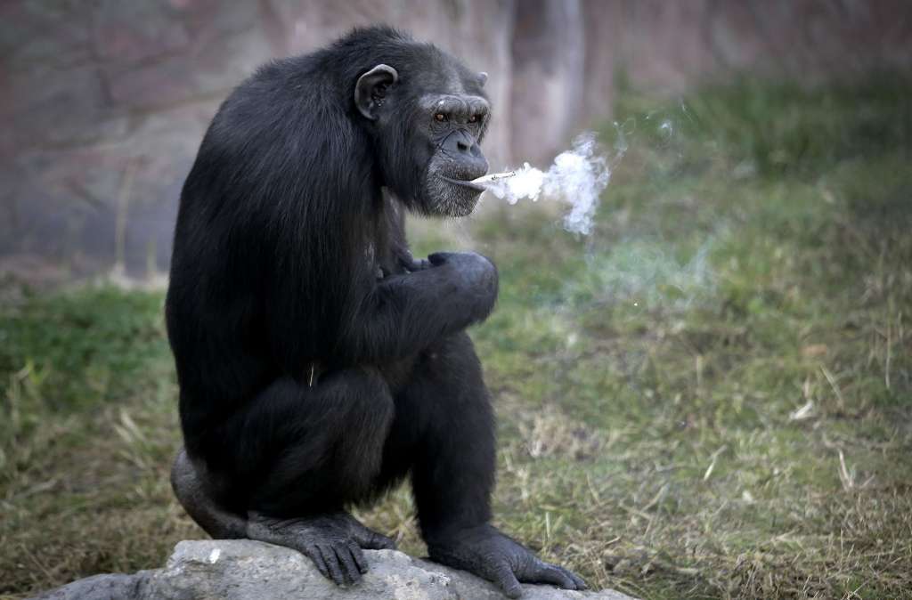Живущая в зоопарке КНДР шимпанзе выкуривает по пачке в день. Видео 