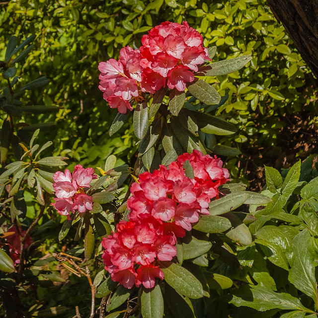 June. blooming rhododendrons. цветение рододендронов. Babite 11:50:40 DSC_2705