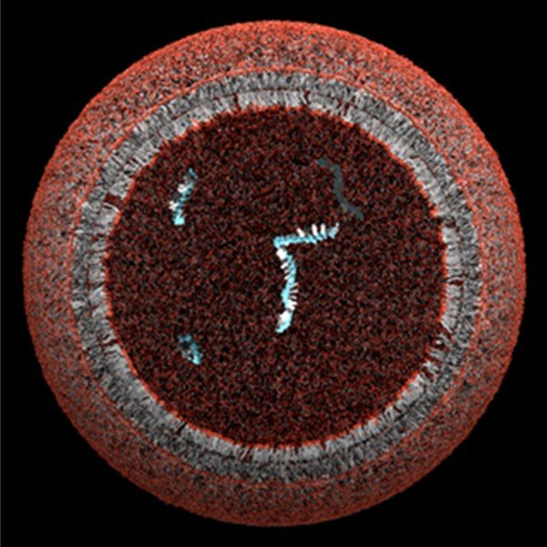 Как появилась жизнь? Как появилась жизнь?