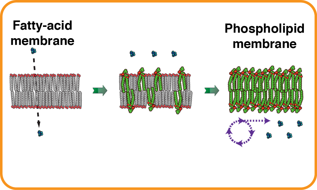 Как появилась жизнь? Как появилась жизнь?
