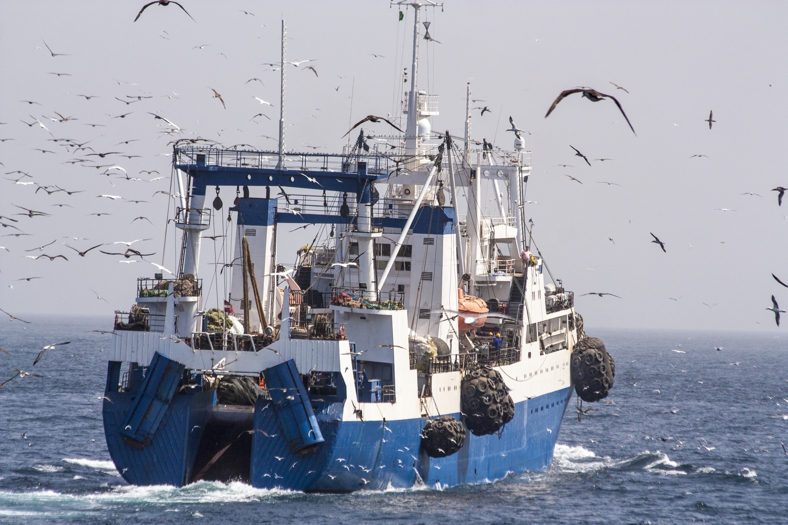 Как проходит промышленная рыбная ловля 