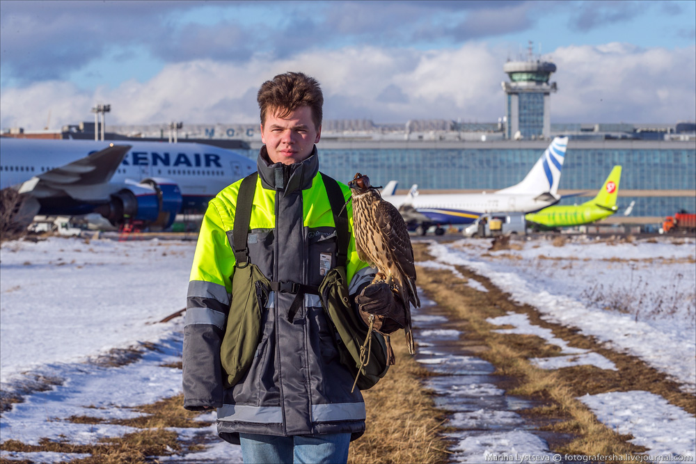 Как устроена орнитологическая служба в Домодедово DME birds