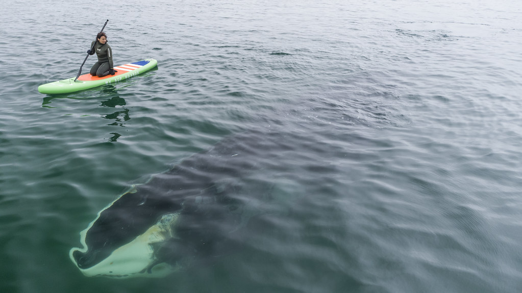 Как выглядит гренландский кит и зачем он приходит на Шантарские острова. DJI_0092_1