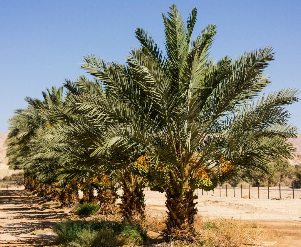 Как выращивают и собирают финики в Израиле 