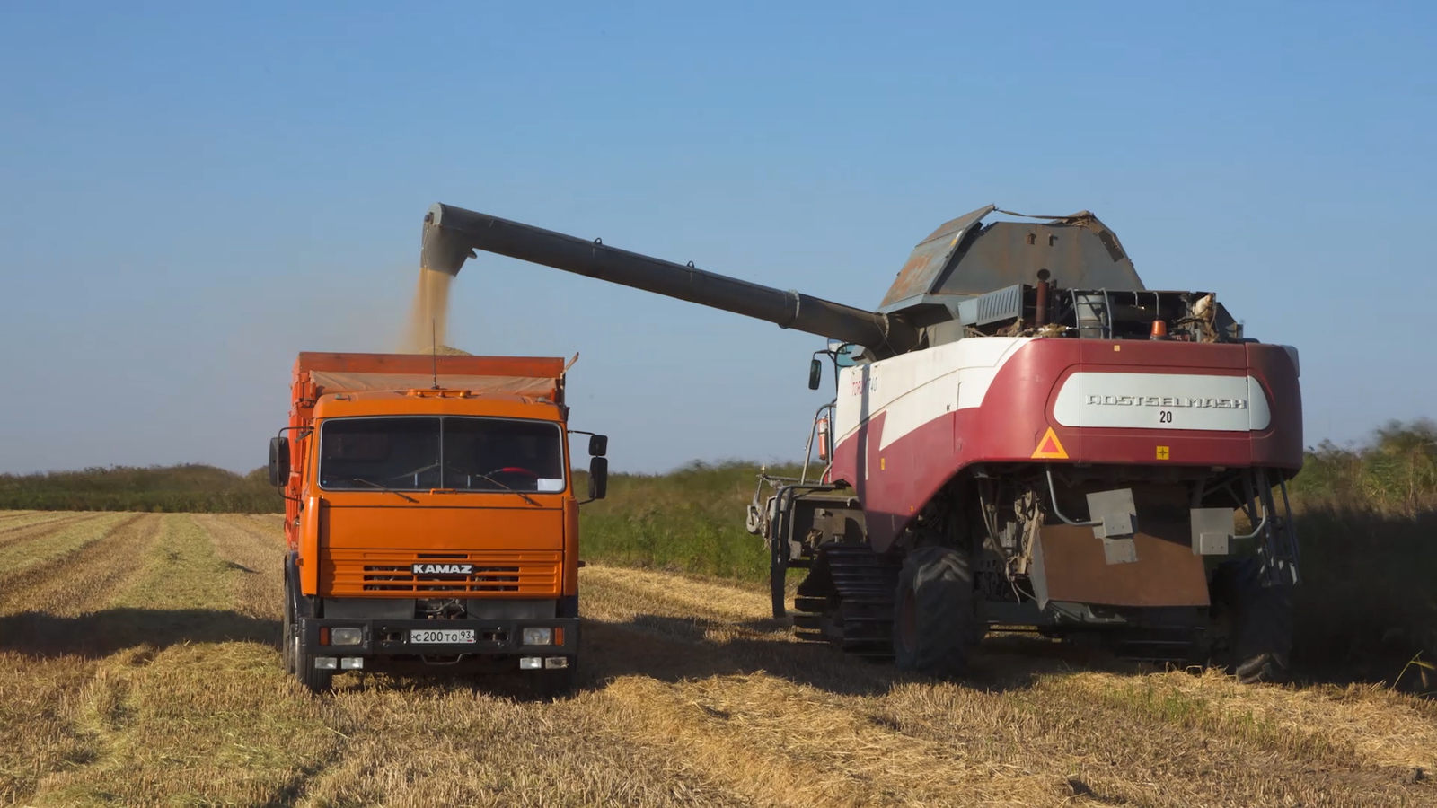 Как выращивают рис в России 
