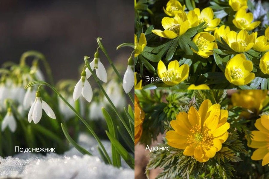 Какие первые весенние цветы распускаются в саду: список, фото 