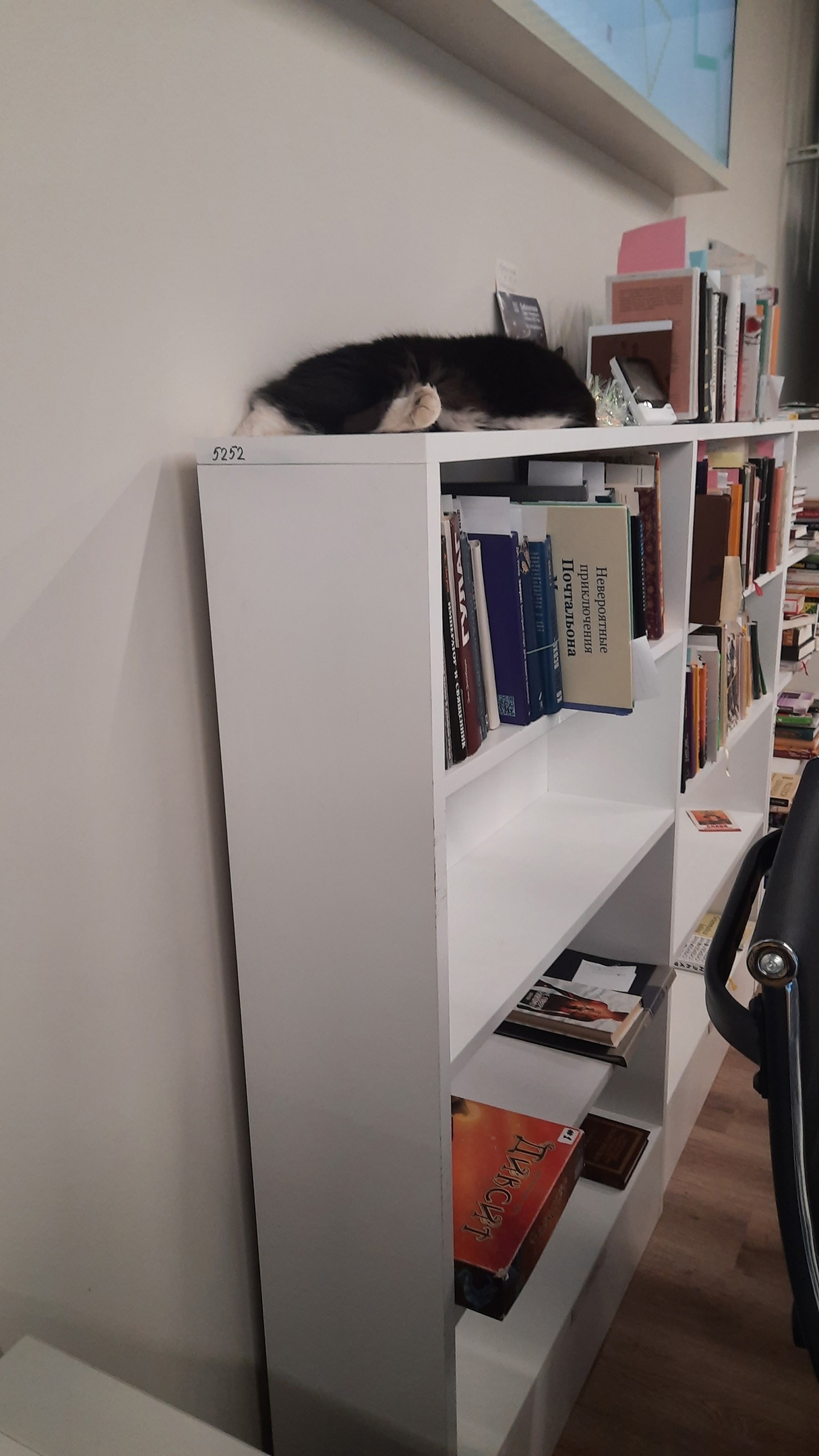 Кошка Лиля из библиотеки им. Маяковского 